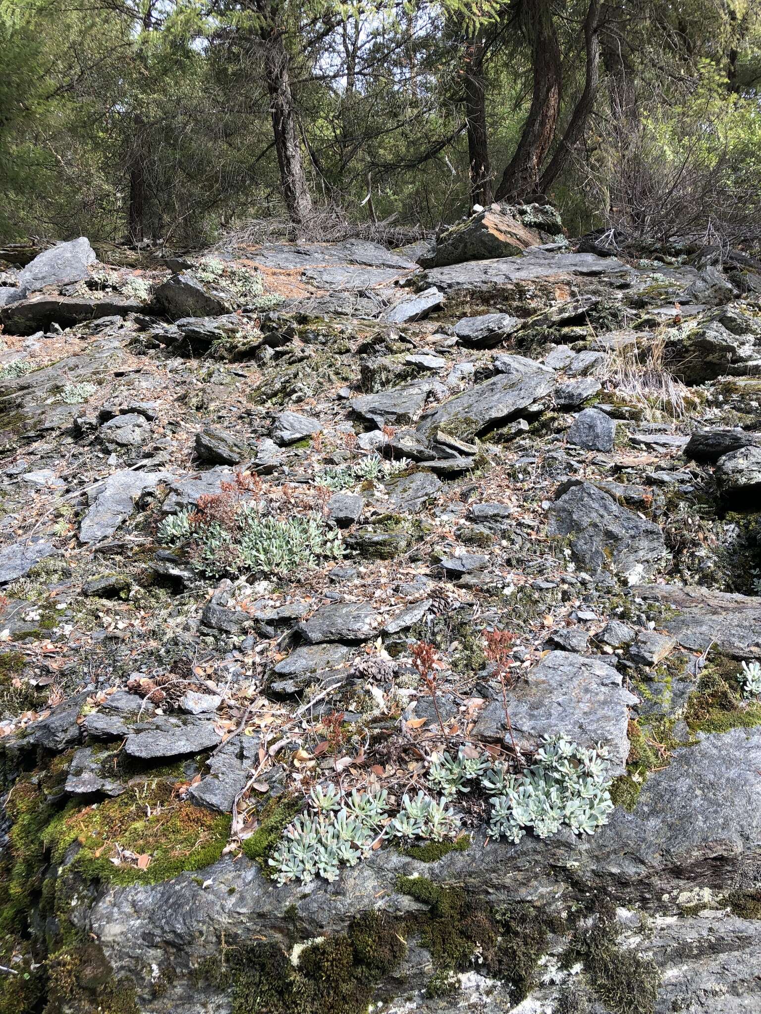 Image of oblongleaf stonecrop