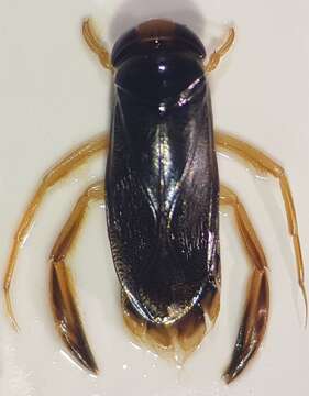 Image of Lesser water boatman