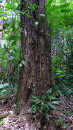 Image of Cariniana legalis (Mart.) Kuntze