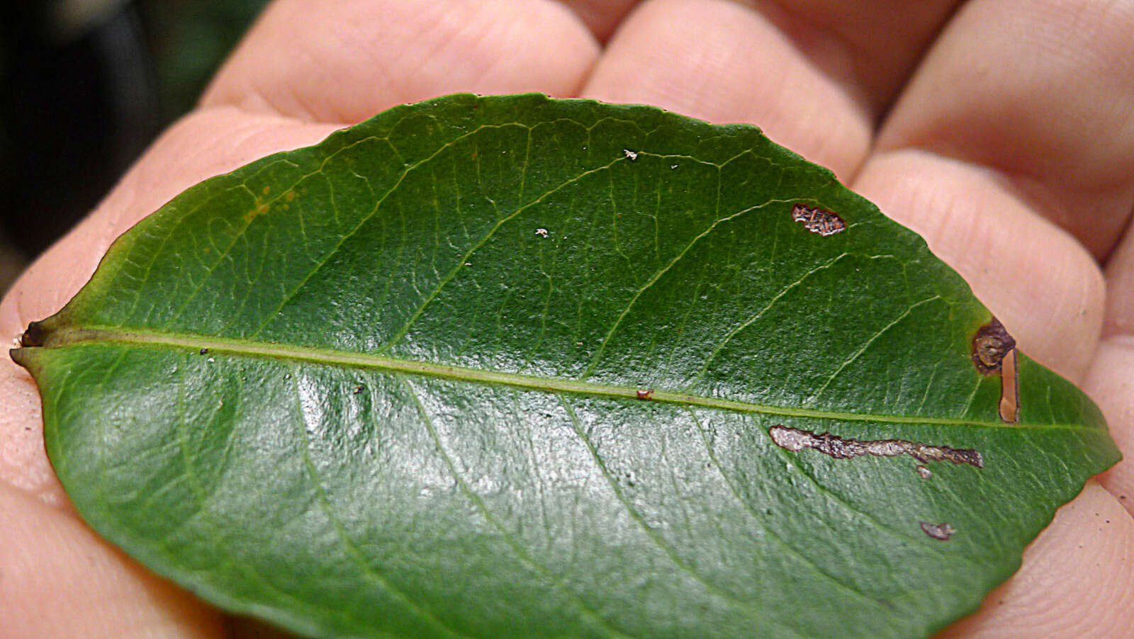 Image of Cariniana legalis (Mart.) Kuntze