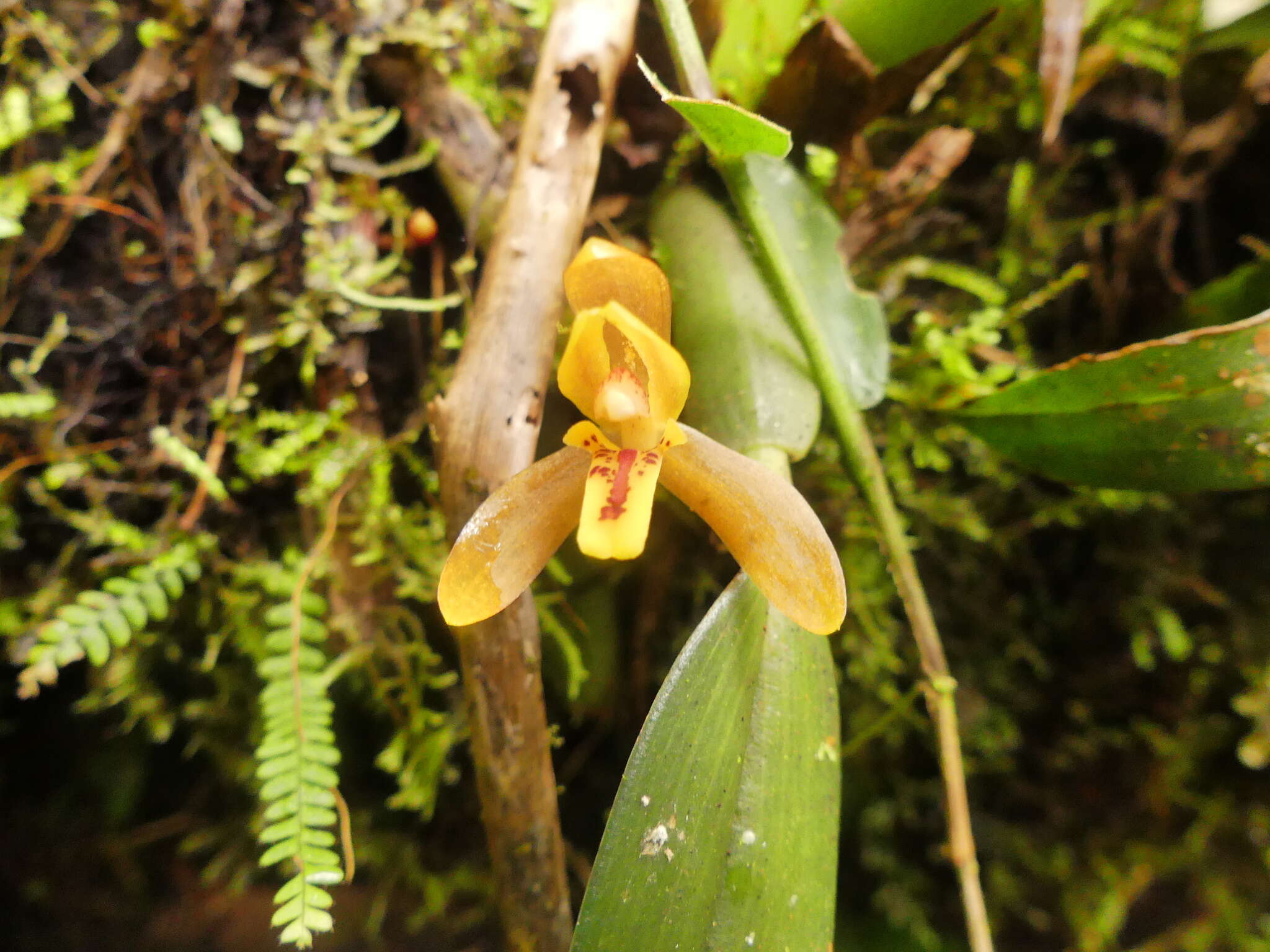 Image of rufous tiger orchid