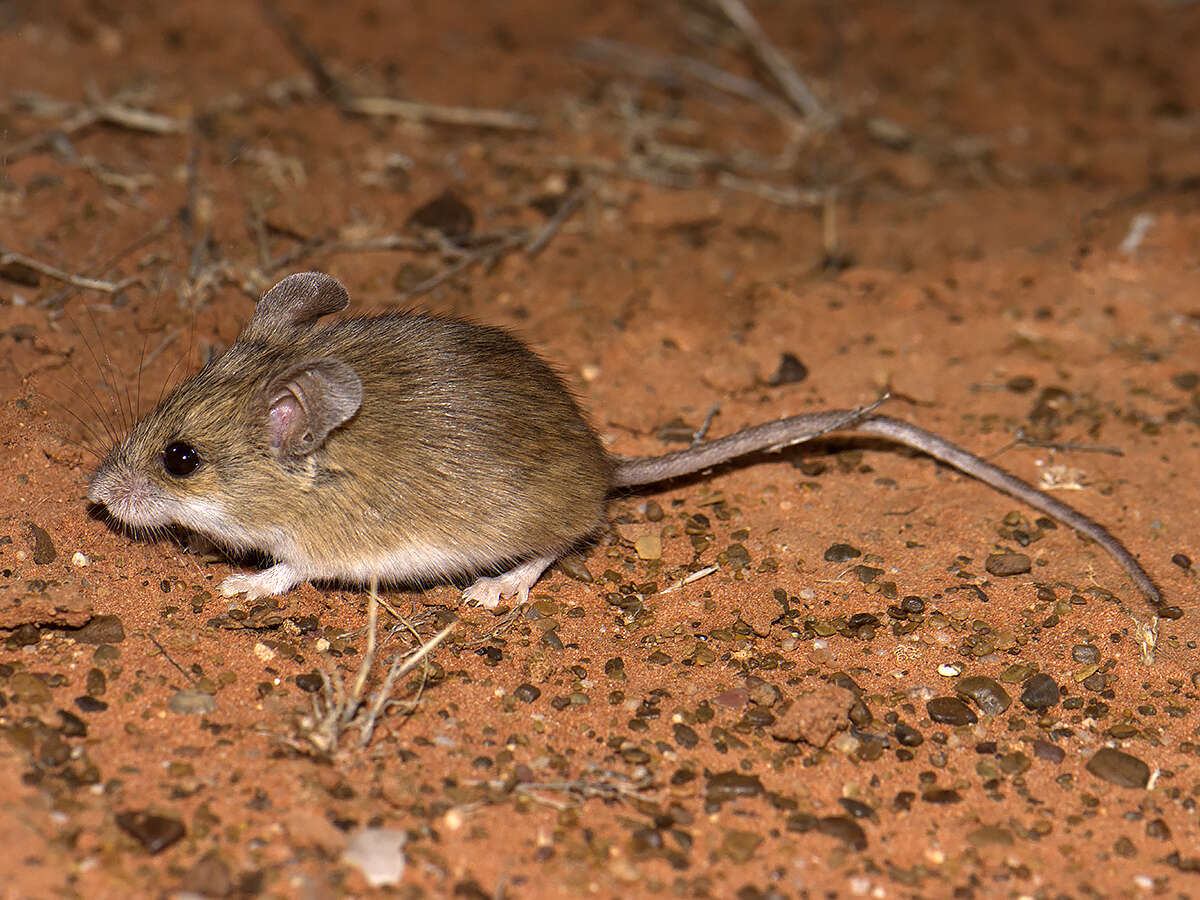 Image of Sandy Inland Mouse