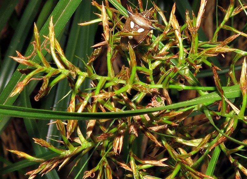 Image of Carex multispiculata Luceño & Martín-Bravo