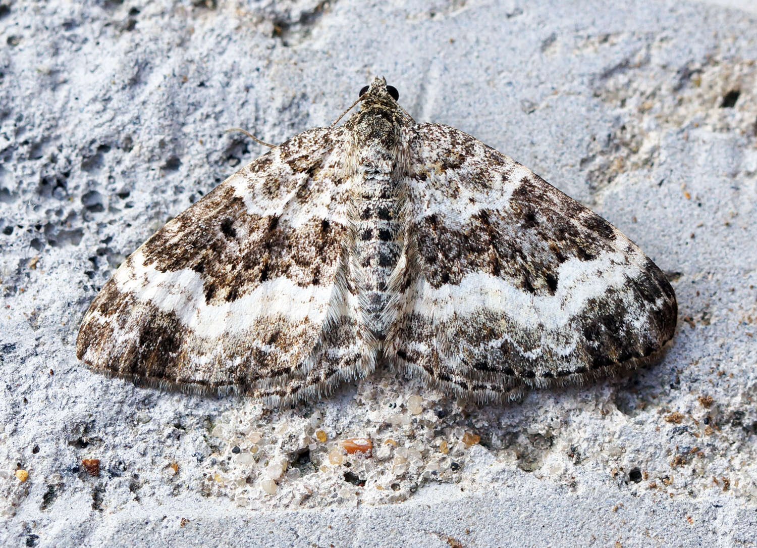 Image of common carpet