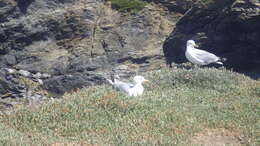 Слика од Larus argentatus argenteus Brehm, CL & Schilling 1822