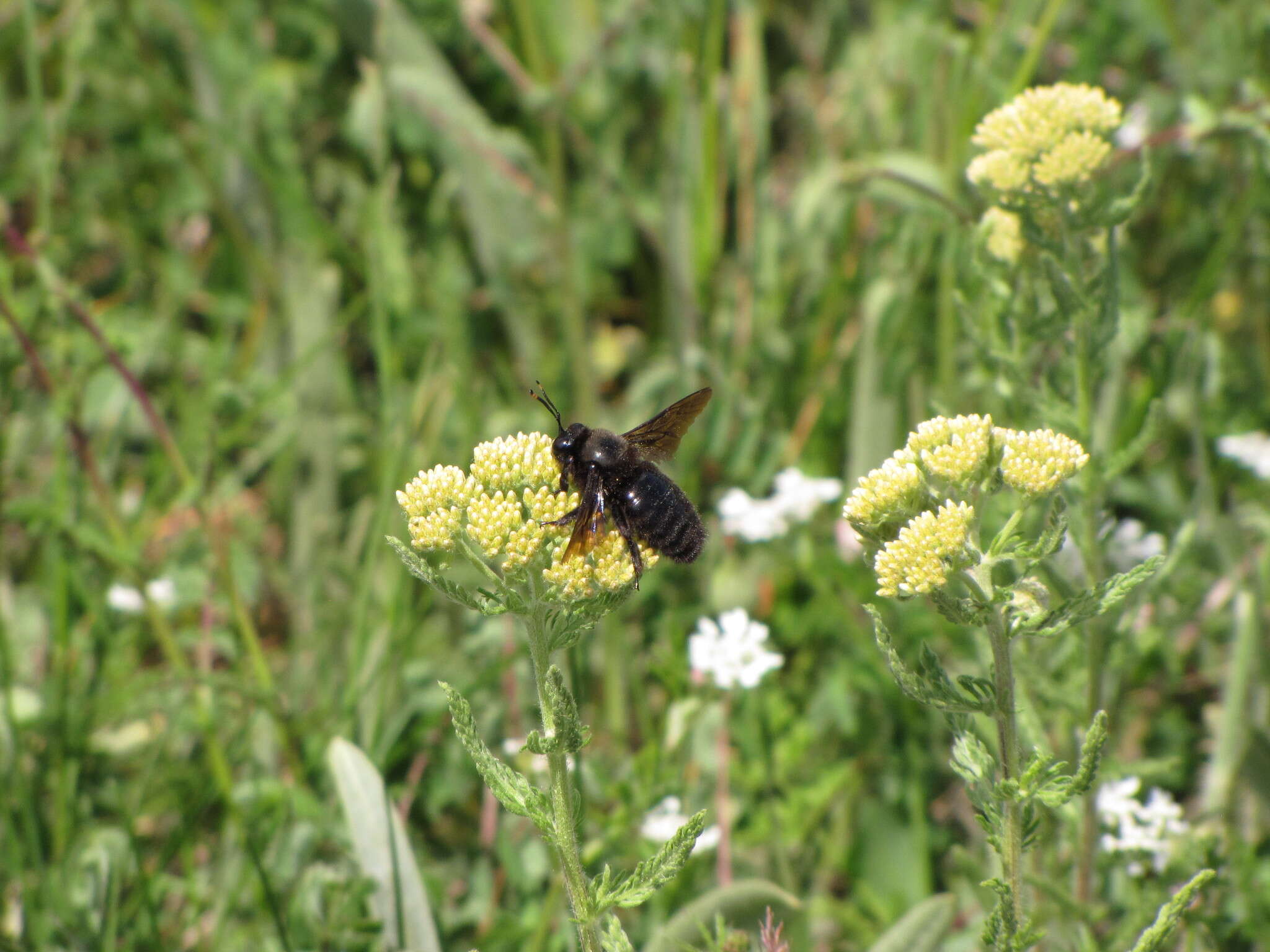 Imagem de Xylocopa violacea (Linnaeus 1758)