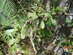 Plancia ëd Wimmeria microphylla L. Radlkofer