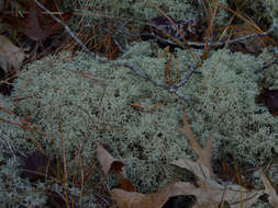 Image of reindeer lichen