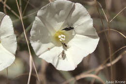 Image of Geminaria canalis (Coquillett 1887)