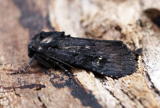 Image of black rustic