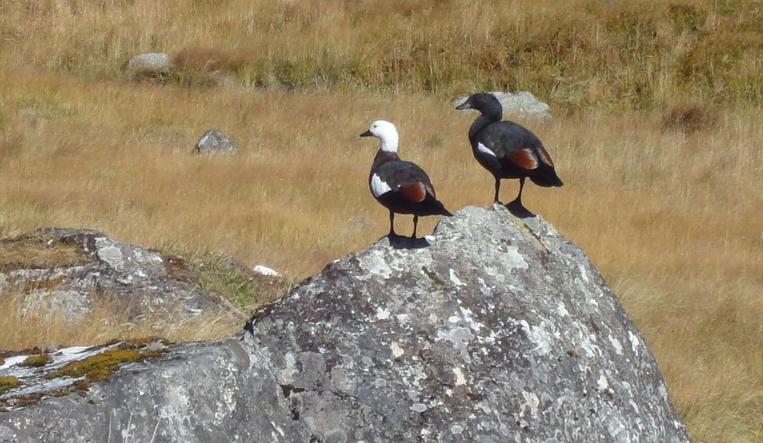 Image of Paradise Shelduck