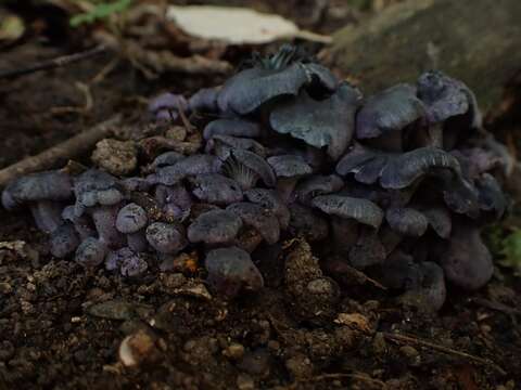 Image of Gerronema waikanaense