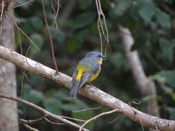 Eopsaltria australis chrysorrhos Gould 1869 resmi