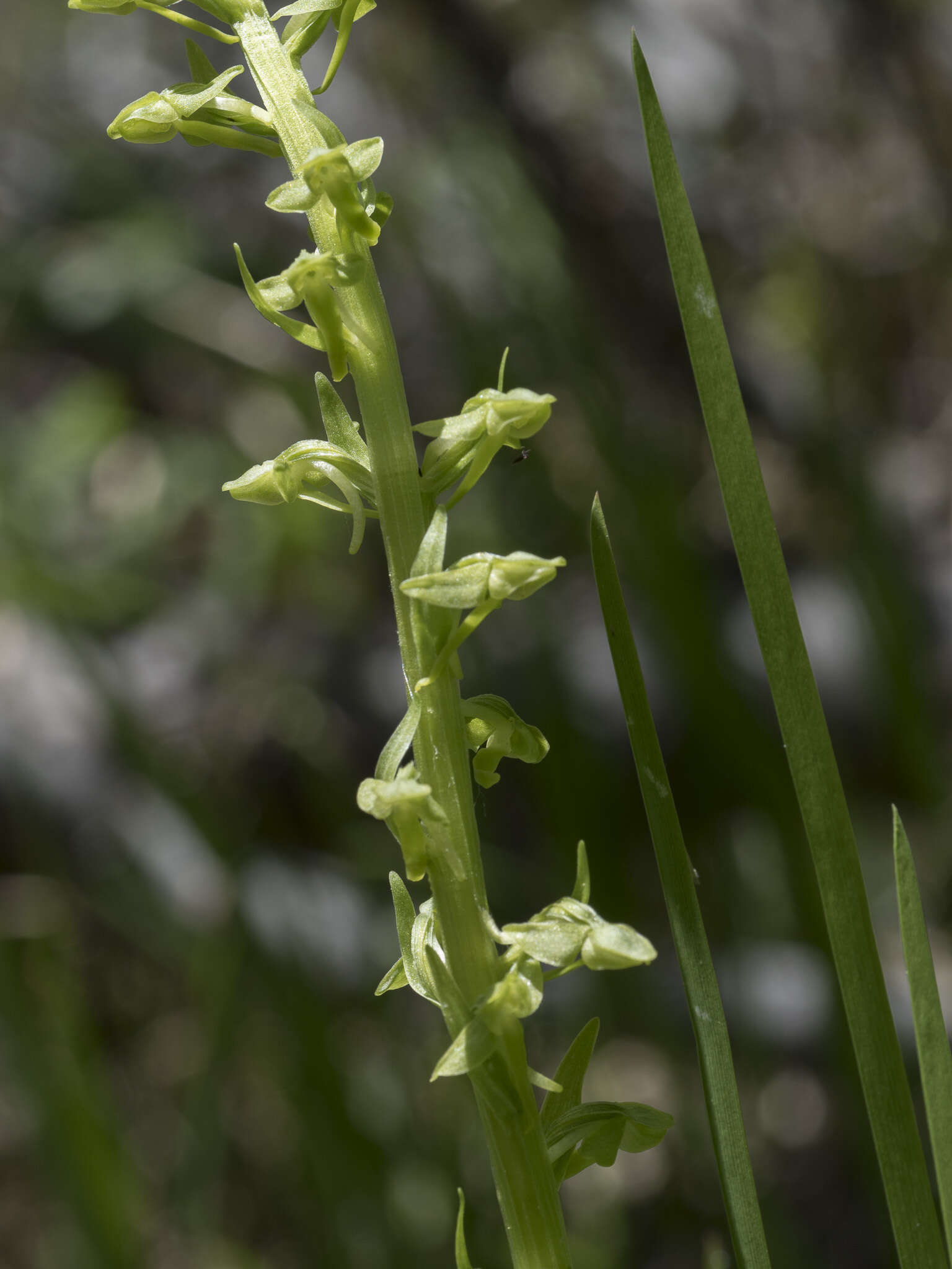 Image of Canyon Bog Orchid