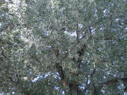 Image of Black Poplar