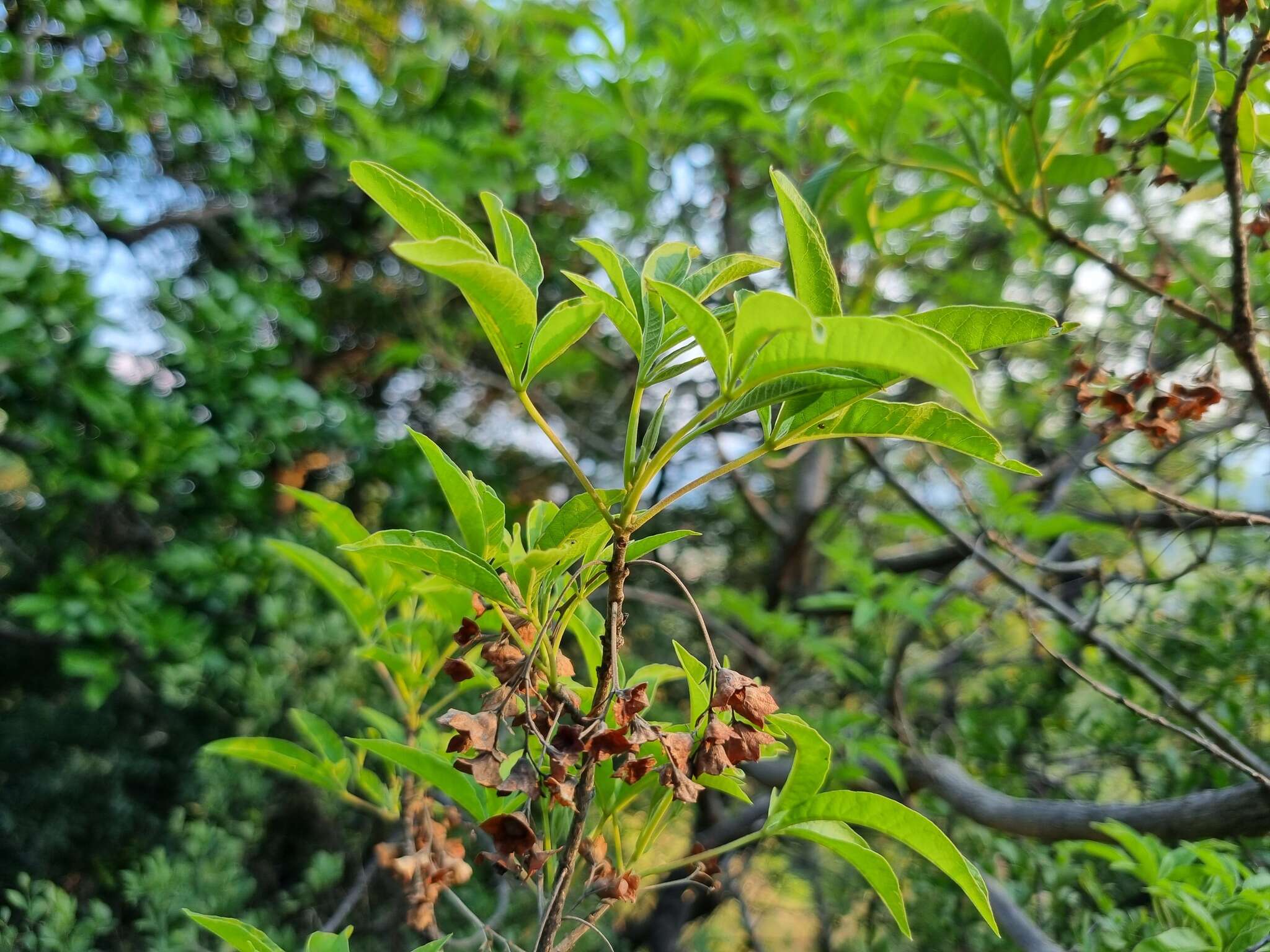 Imagem de Vitex rehmannii Gürke