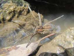 صورة Dolomedes instabilis L. Koch 1876