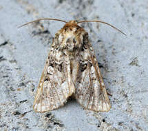 Image of tawny shears