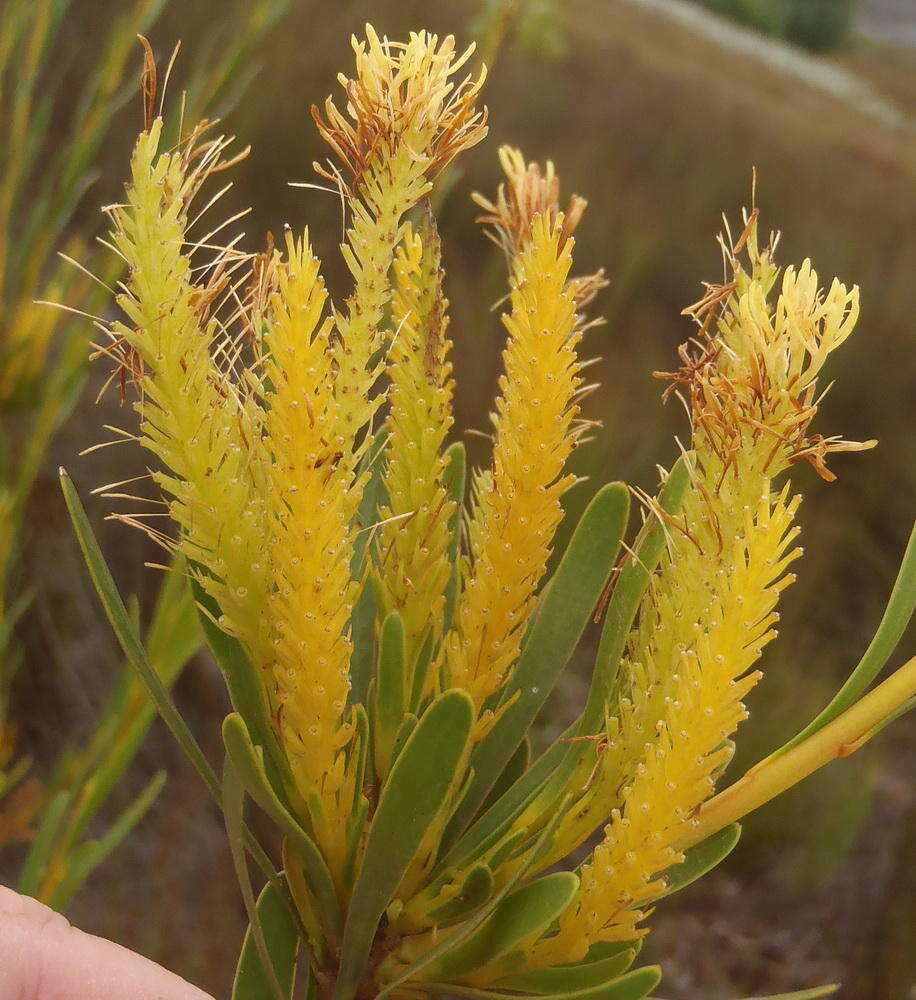 Image of Featherbush