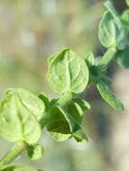 Image of mock pennyroyal