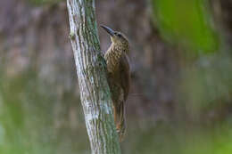 Image of Buff-throated Woodcreeper