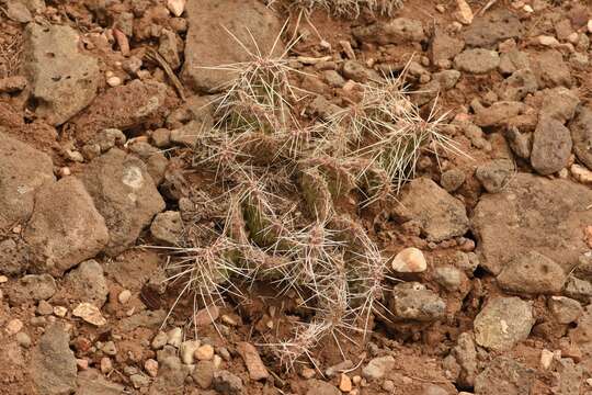 Image of Opuntia polyacantha var. schweriniana