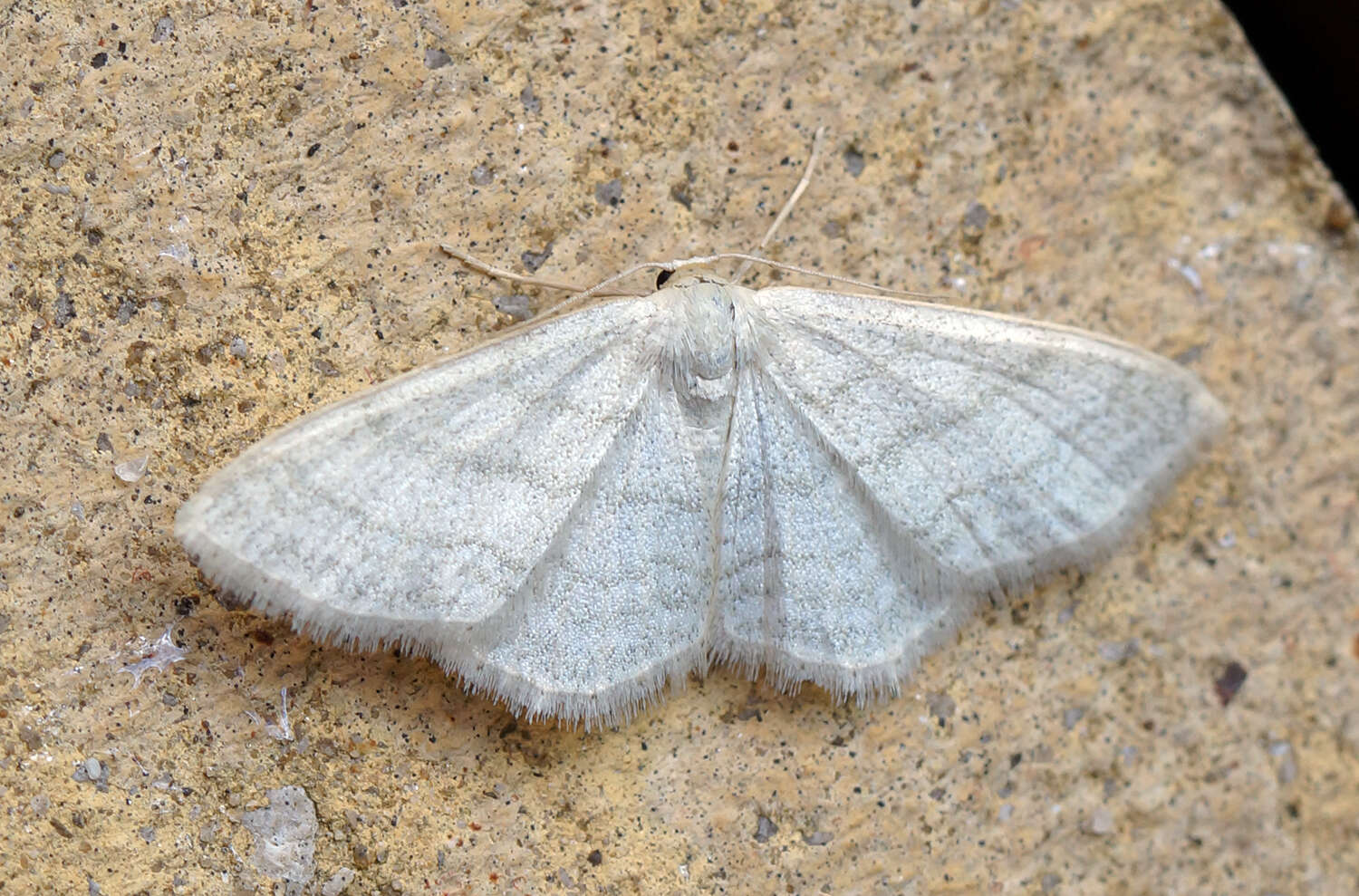 صورة Idaea subsericeata Haworth 1809