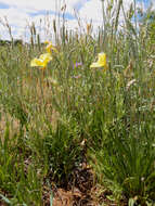 Image of Wright's plantain