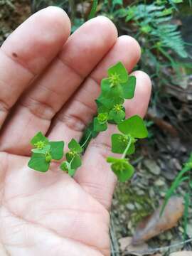 Image of Euphorbia greggii Engelm. ex Boiss.