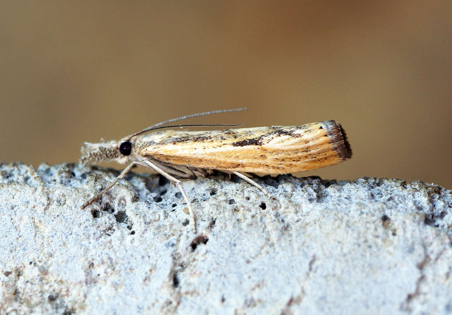 Image of Barred Grass-veneer