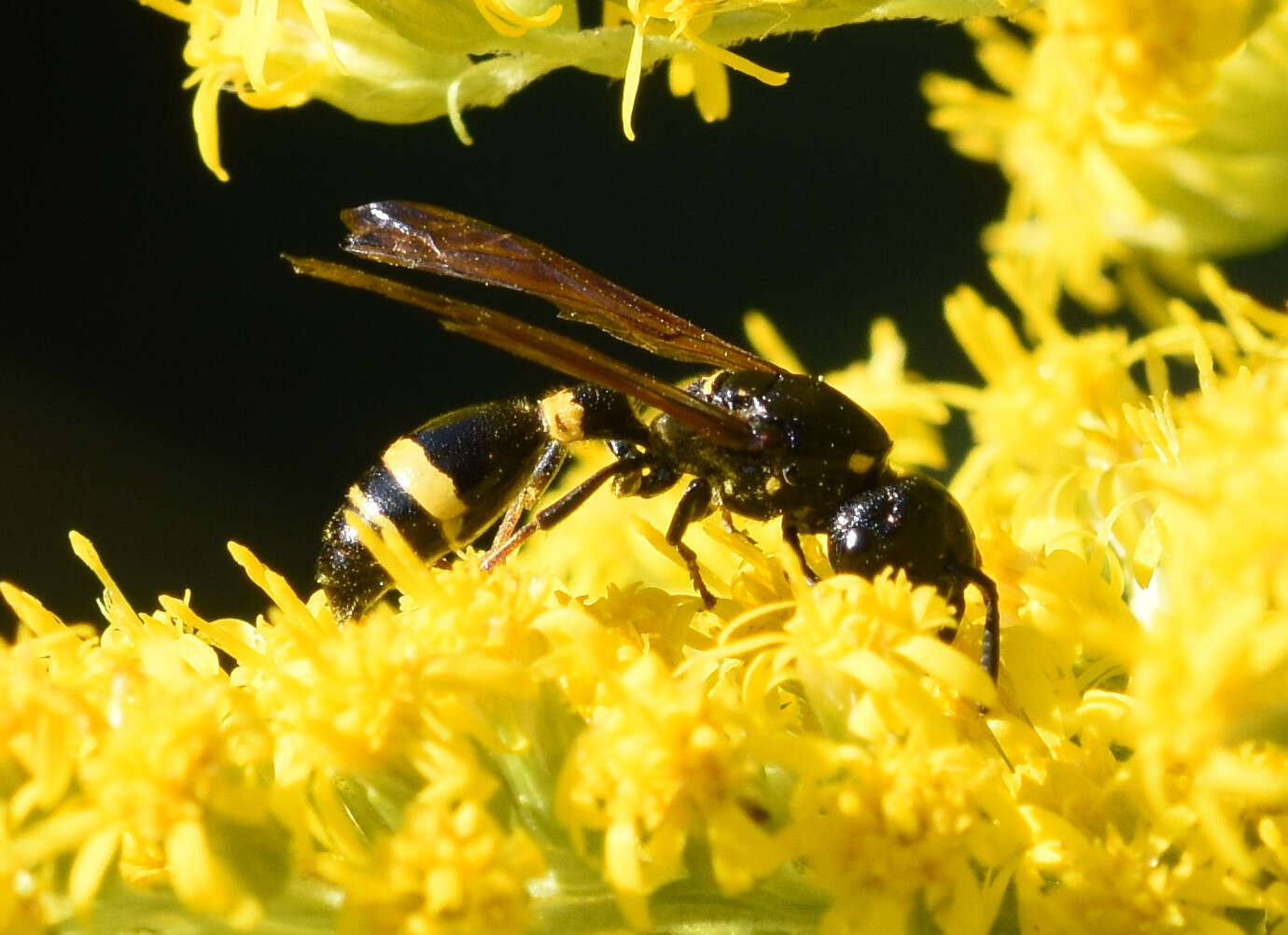 Image of Discoelius dufourii Lepeletier 1841