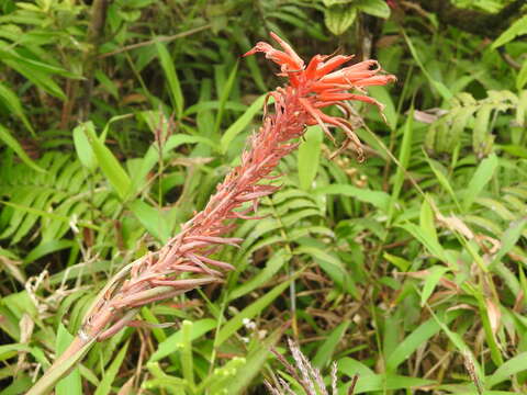 Image of Pitcairnia spicata (Lam.) Mez