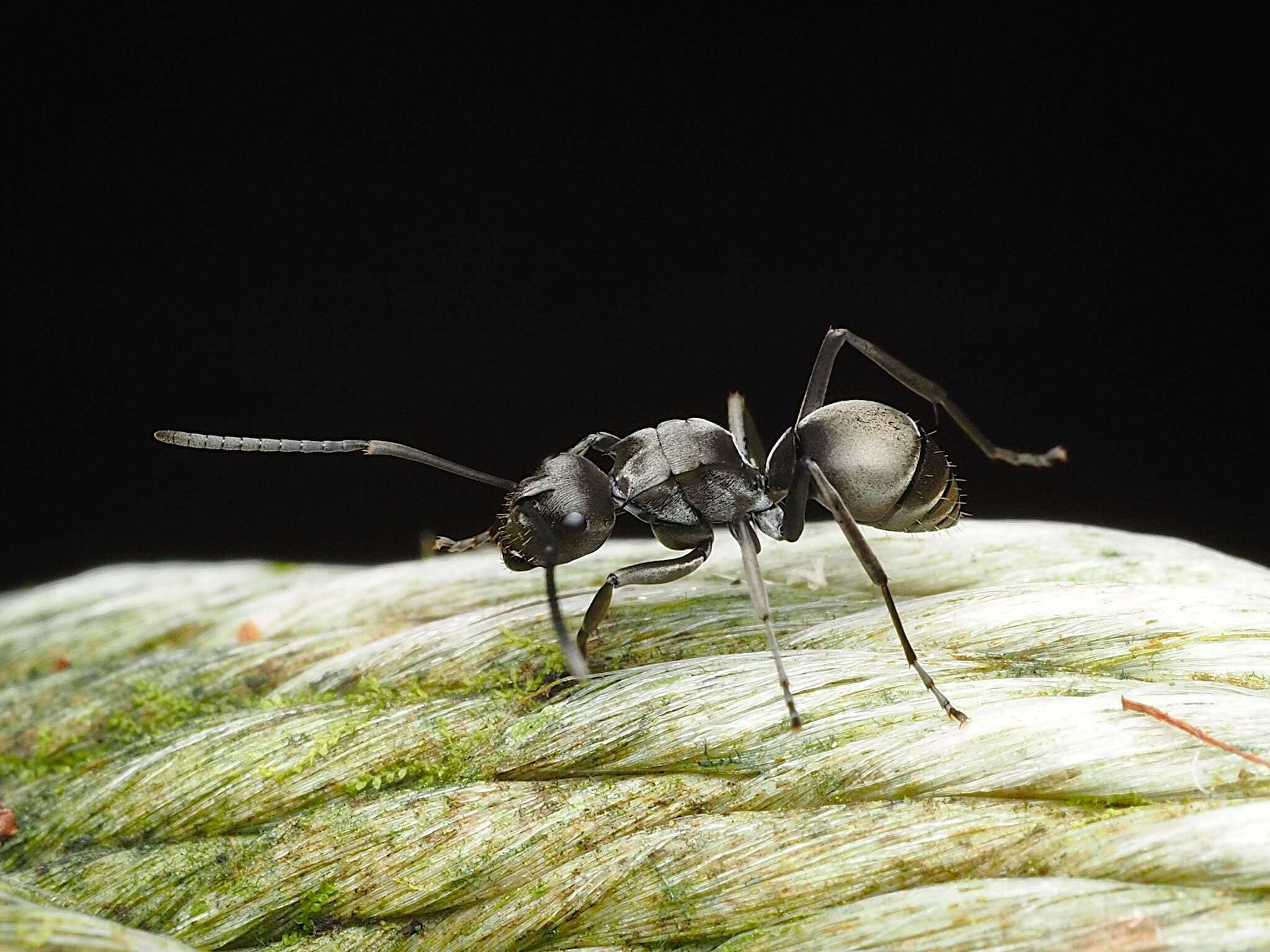 Image de Polyrhachis inermis Smith 1858