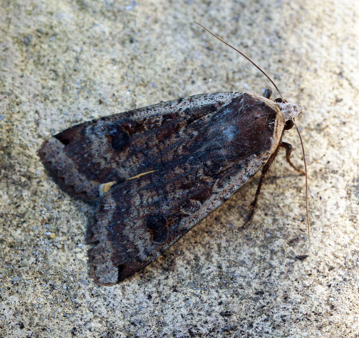 Image of Large Yellow Underwing