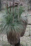 Image of Xanthorrhoea glauca subsp. angustifolia D. J. Bedford
