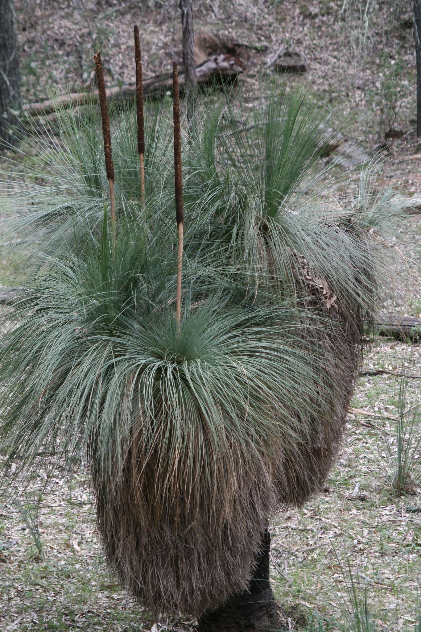 Image of Xanthorrhoea glauca subsp. angustifolia D. J. Bedford