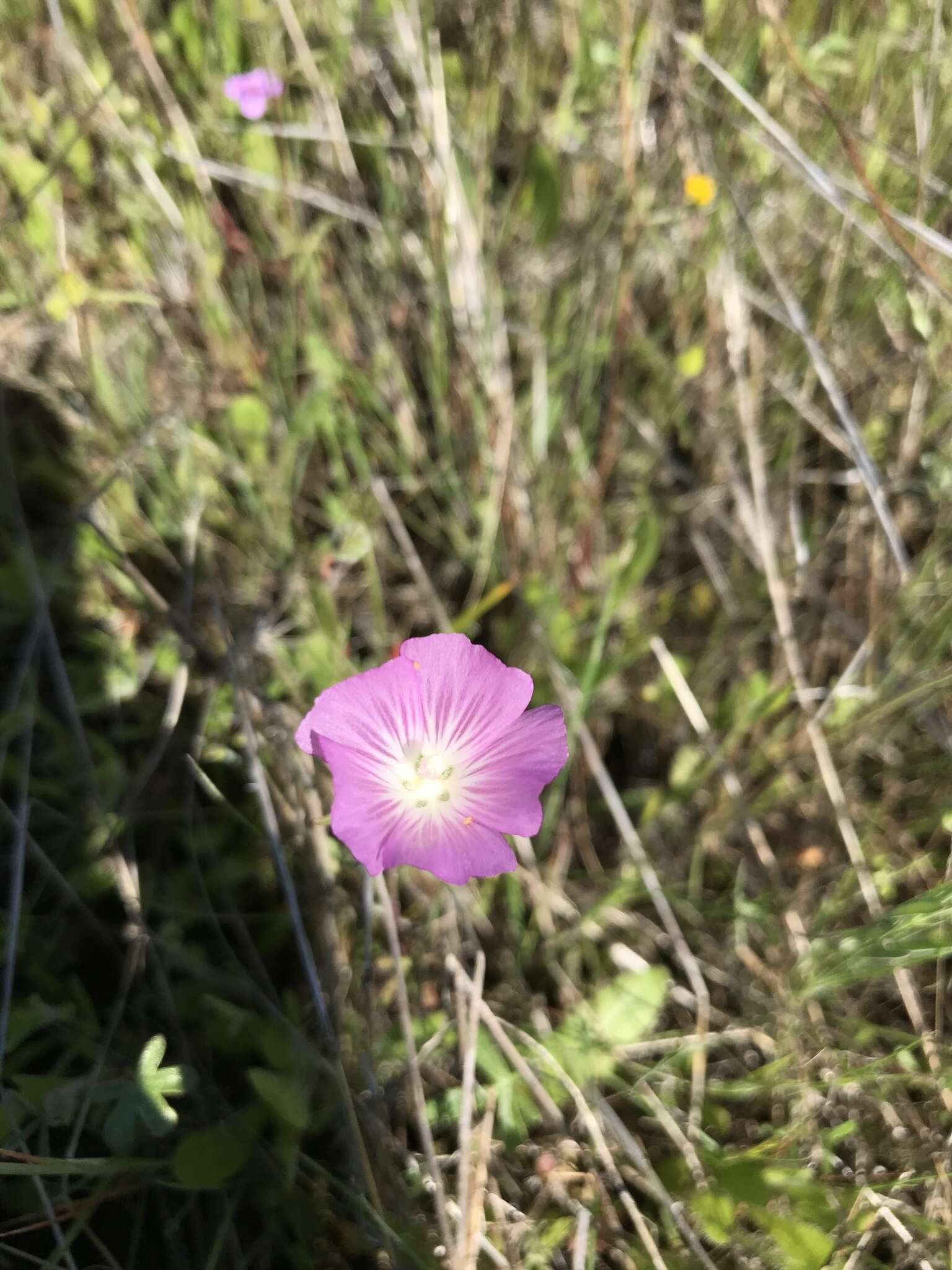 Imagem de Sidalcea calycosa M. Jones