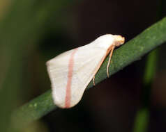 Слика од Rhodometra sacraria Linnaeus 1767