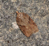 Acleris maccana Treitschke 1835的圖片