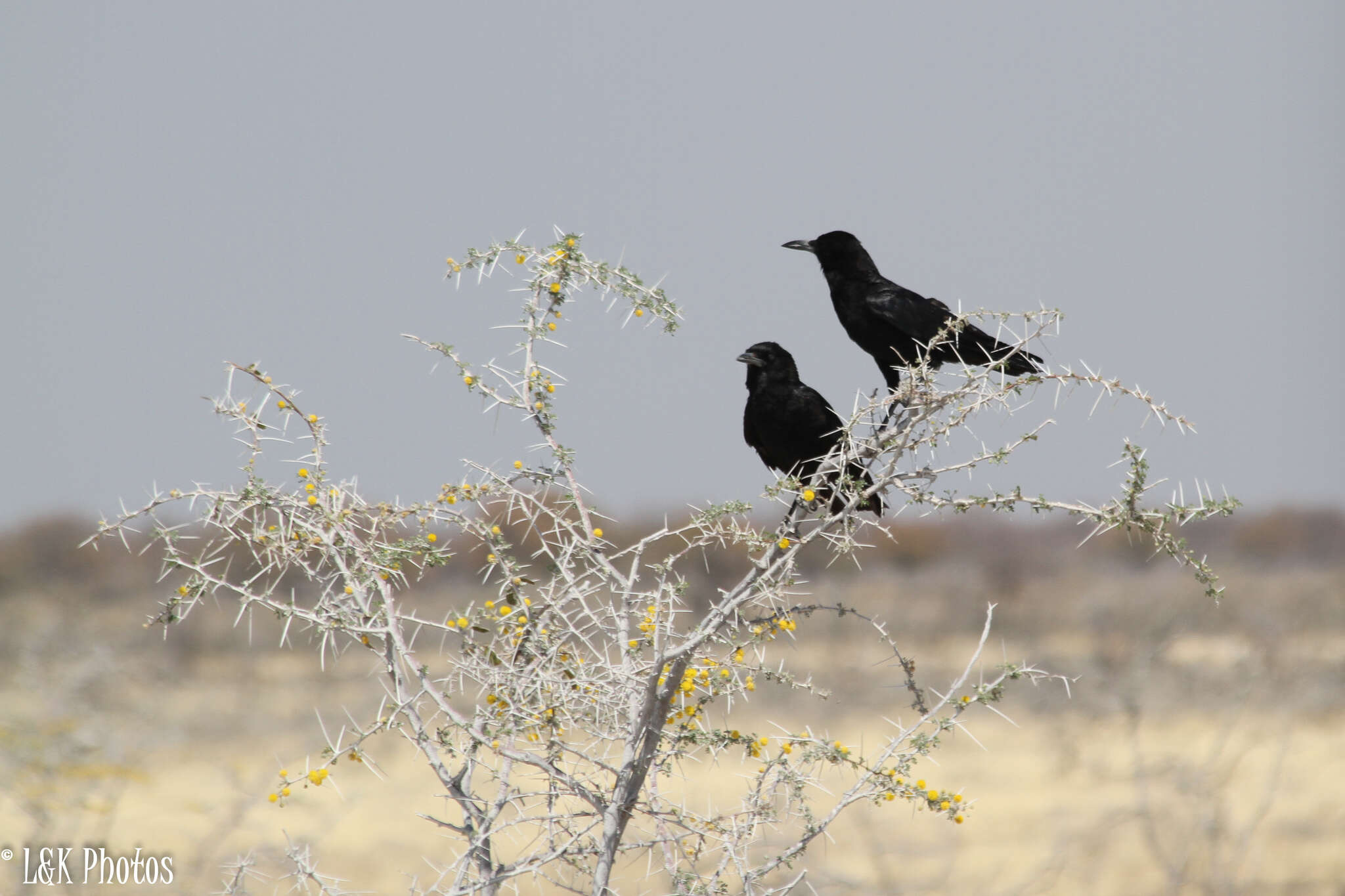 Image of Black Crow