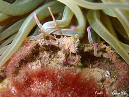 Image of Leach's spider crab