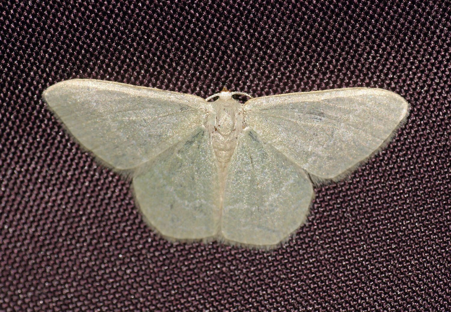 Image of small grass emerald