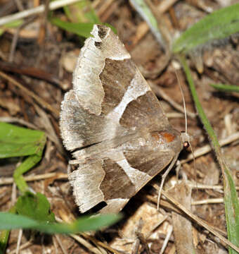 Image of Dysgonia algira Linnaeus 1767