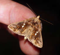 Image of Cutworm