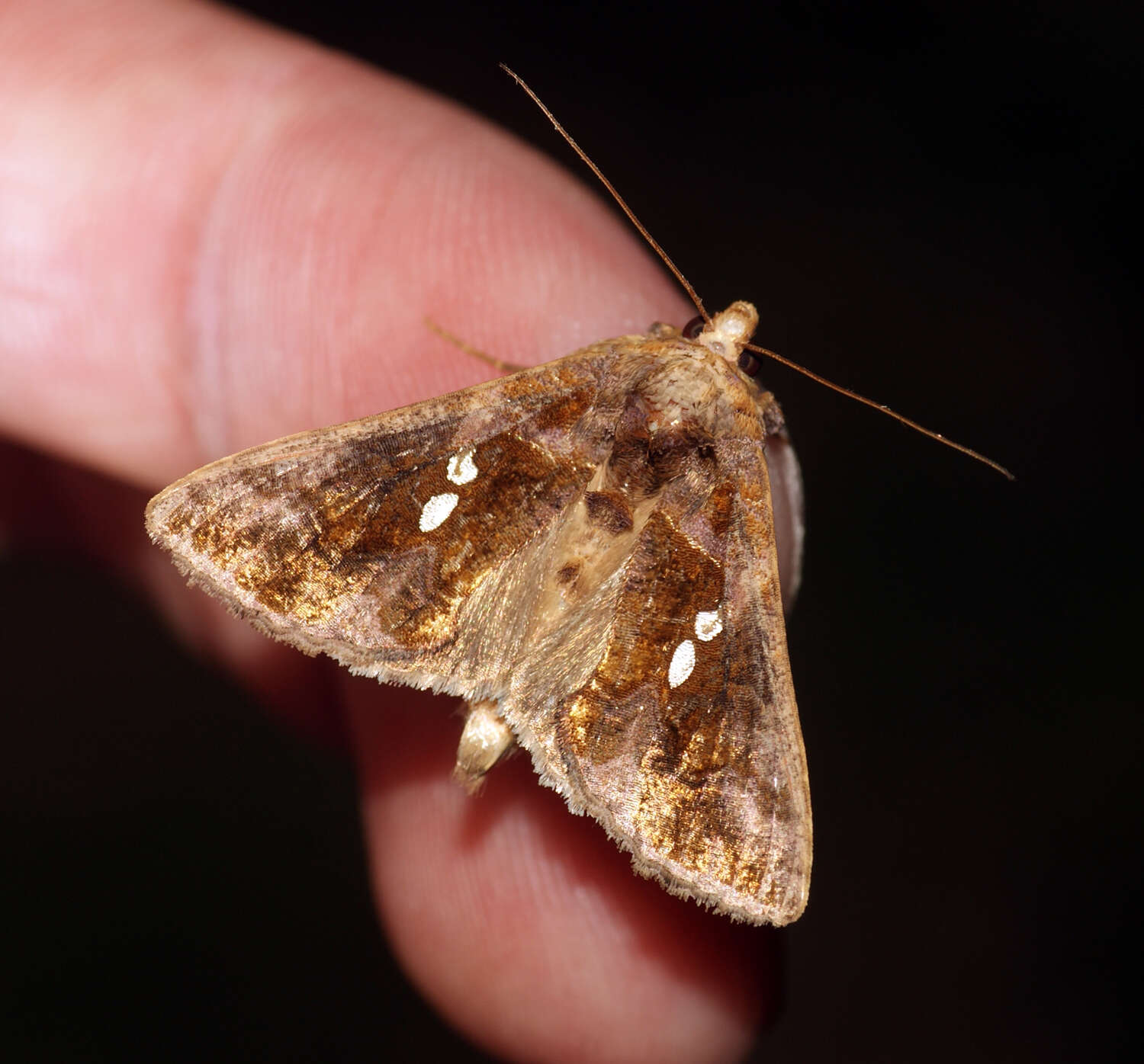 Image of Cutworm