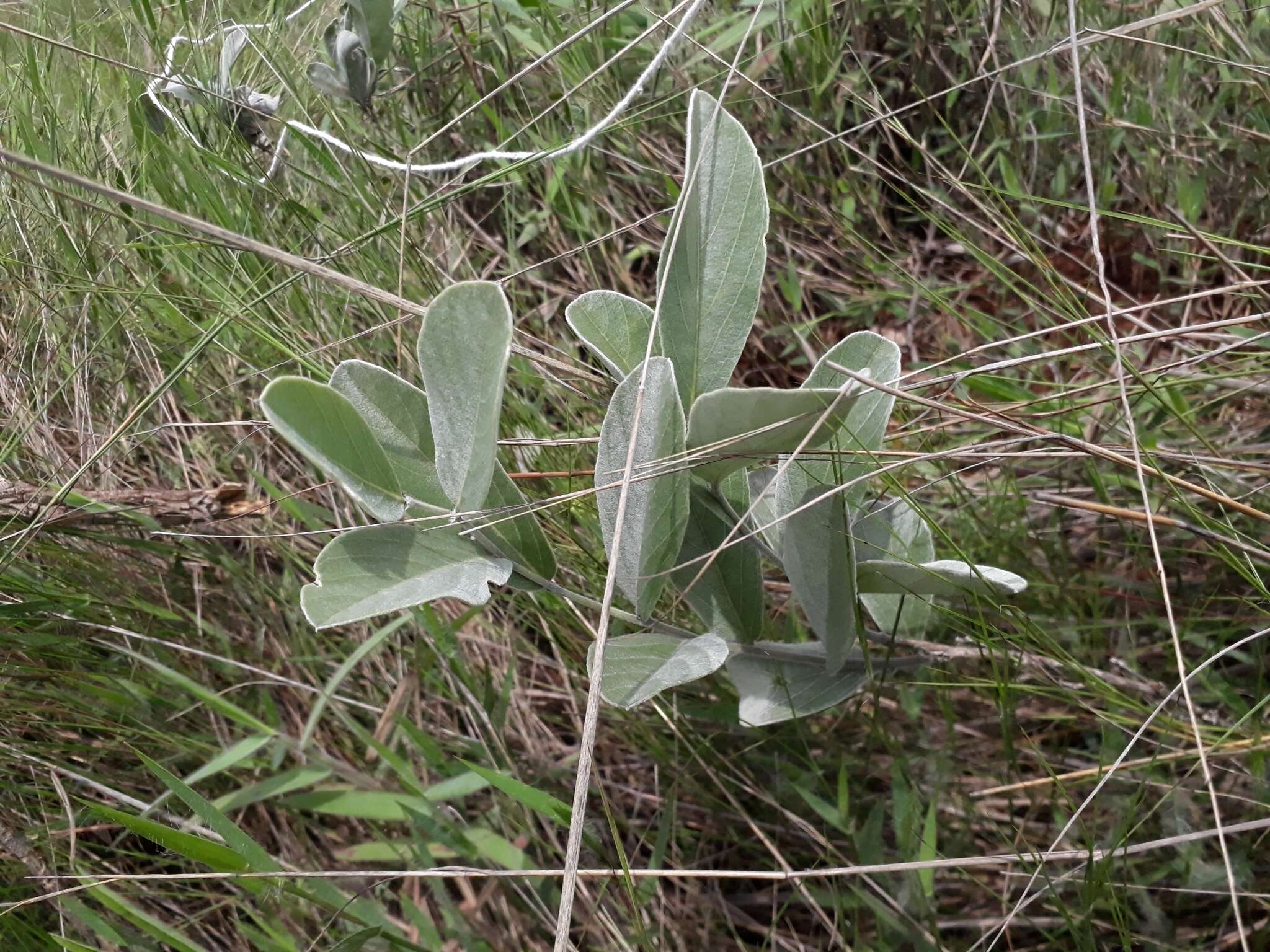 Imagem de Galactia grewiifolia (Benth.) Taub.