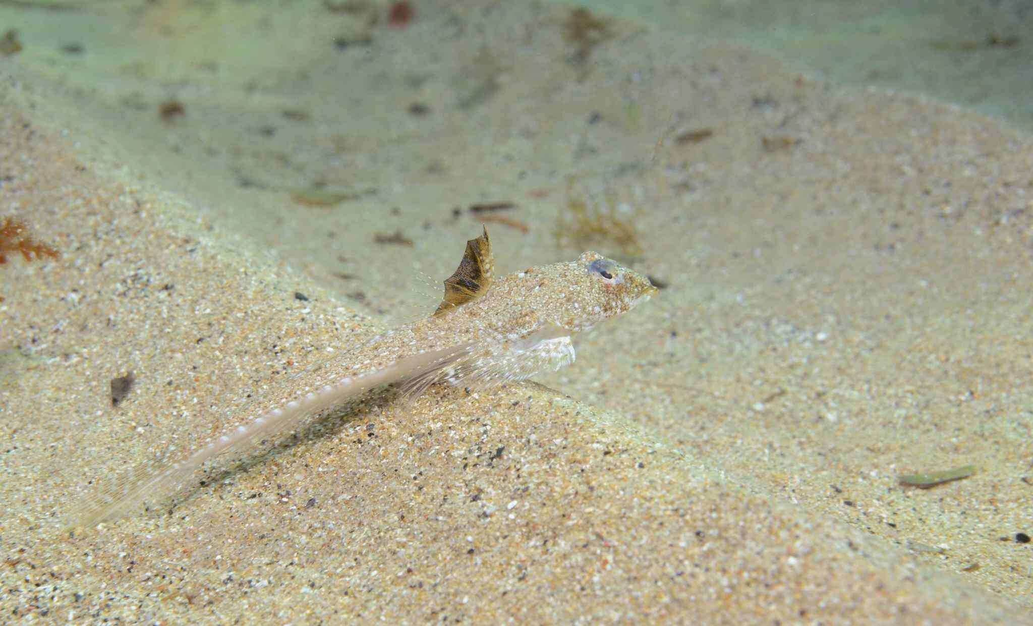 Image of Sailfin Dragonet