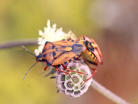 Image of <i>Carpocoris mediterraneus</i>