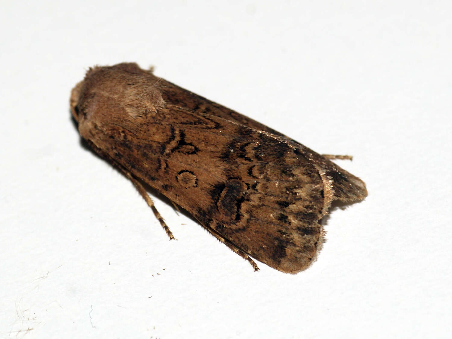 Image of Agrotis bigramma