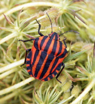 Image of <i>Graphosoma italicum</i>